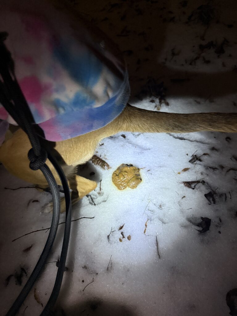 Akuter Durchfall beim Hund – breiiger Kot im Schnee