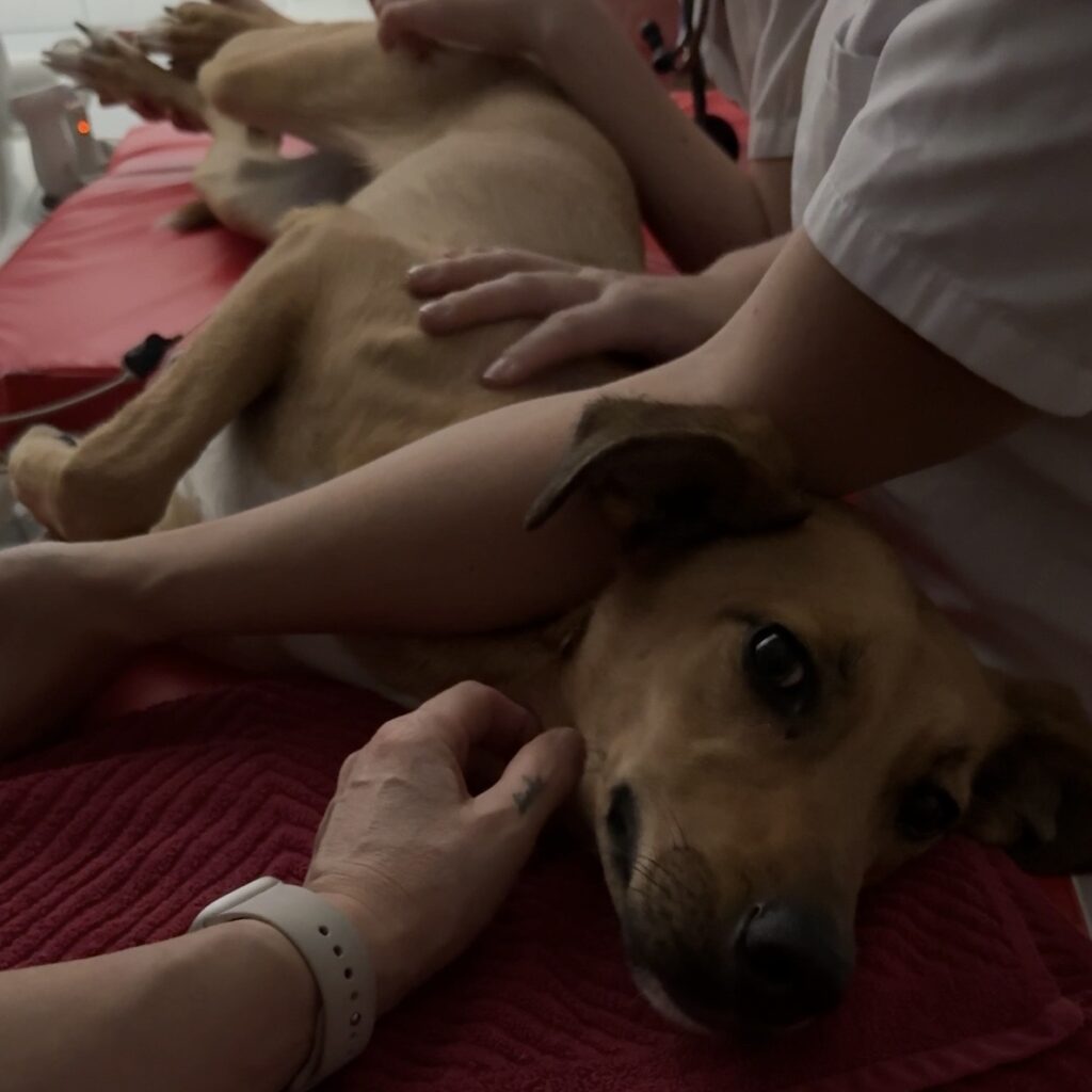 Motte auf dem Behandlungstisch beim Herzultraschall während der Herzwurm-Untersuchung