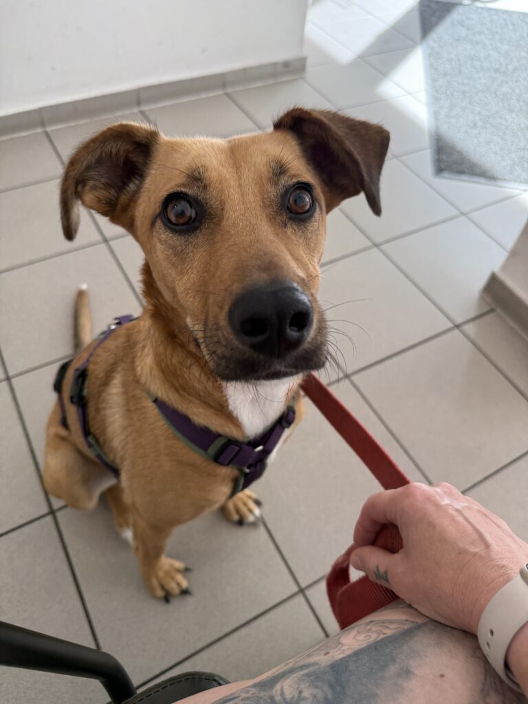 Tierschutzhund Motte beim Tierarzttermin während der Herzwurm-Diagnostik