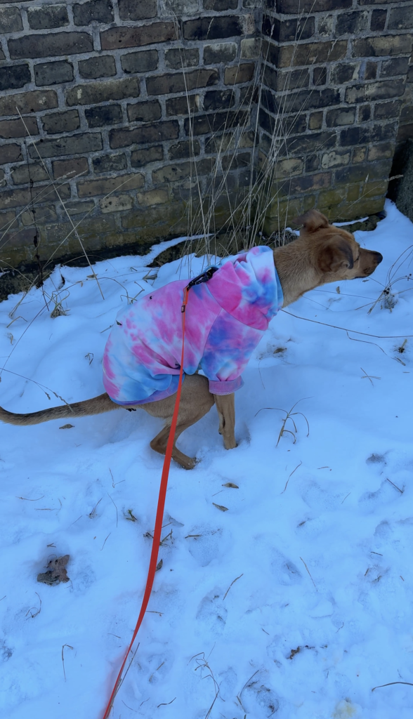 Durchfall beim Hund – weicher Kot im Schnee während des Spaziergangs