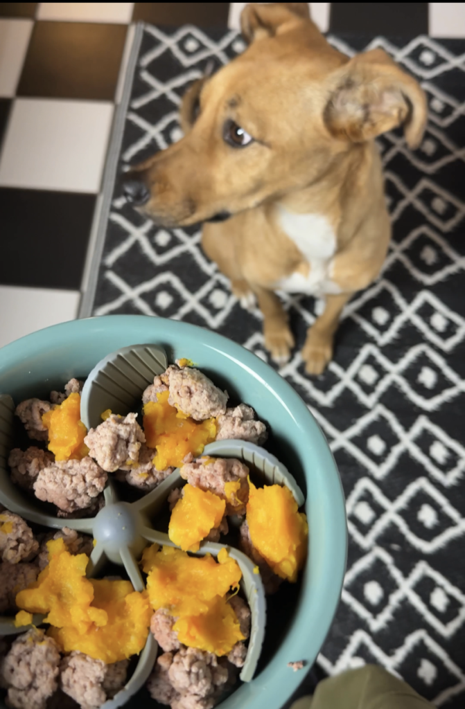 Leicht verdauliche Schonkost für Hunde bei akutem Durchfall