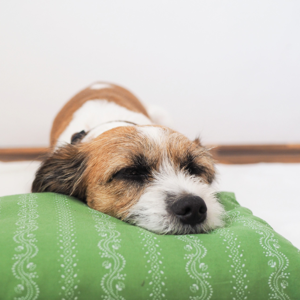 Hund ruht auf Kissen - Regeneration und Darmaufbau beim Hund braucht Zeit