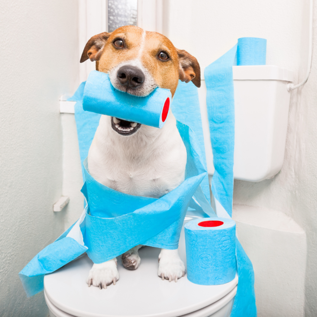 Durchfall beim Hund - häufigstes Symptom beo gestörter Darmgesundheit