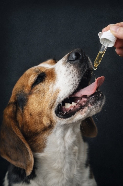 Hund bekommt Omega-3-Öl – Ergänzung für gesunde Ernährung beim Hund