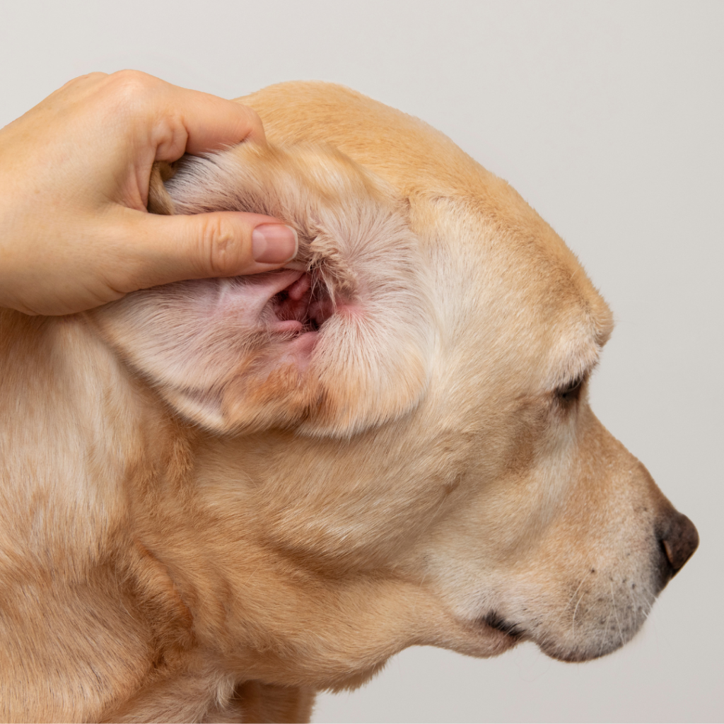 Ohrenentzündung beim Hund - mögliches Symptom bei Darmproblemen