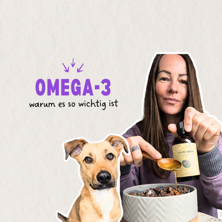 Omega-3 für Hunde – Futter wird mit hochwertigem Öl ergänzt