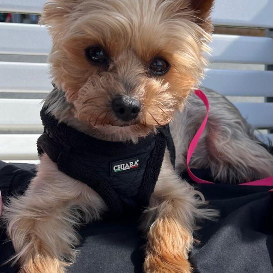 Hund Peppi sitzt auf einer Bank und schaut in die Kamera