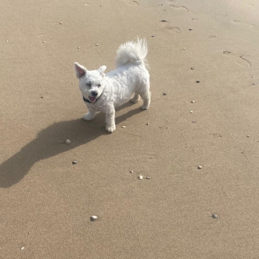 Hund Gerda am Strand