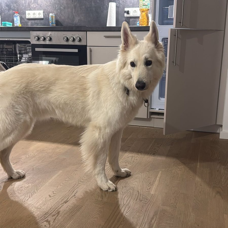 Hund Apollo steht in der Küche und schaut in die Kamera